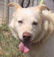 Rocky – Labrador-Mix