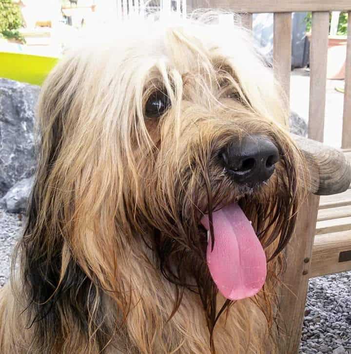 Berger be Brie / Briard Campino