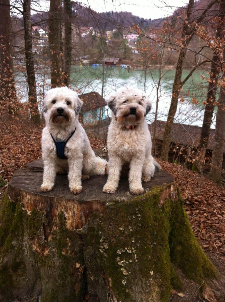 Löwchen Amigo und Safir