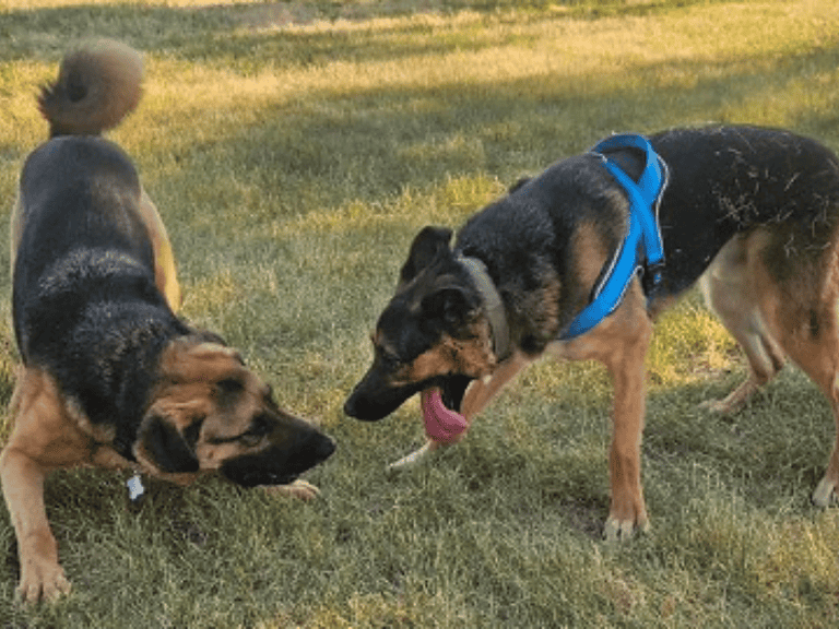 Freundliche Familie adoptierte Bruno und Ollie