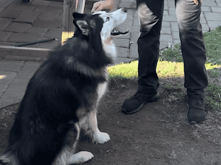 Mann rettet Husky der in einem Hinterhof eingesperrt war