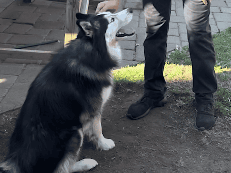 Mann rettet Husky der in einem Hinterhof eingesperrt war