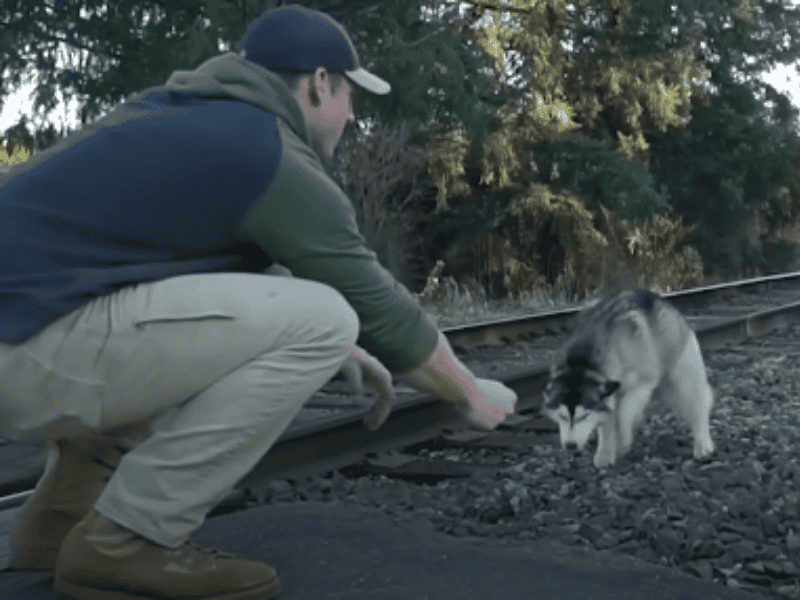 Mann rettet Husky von Bahngleisen