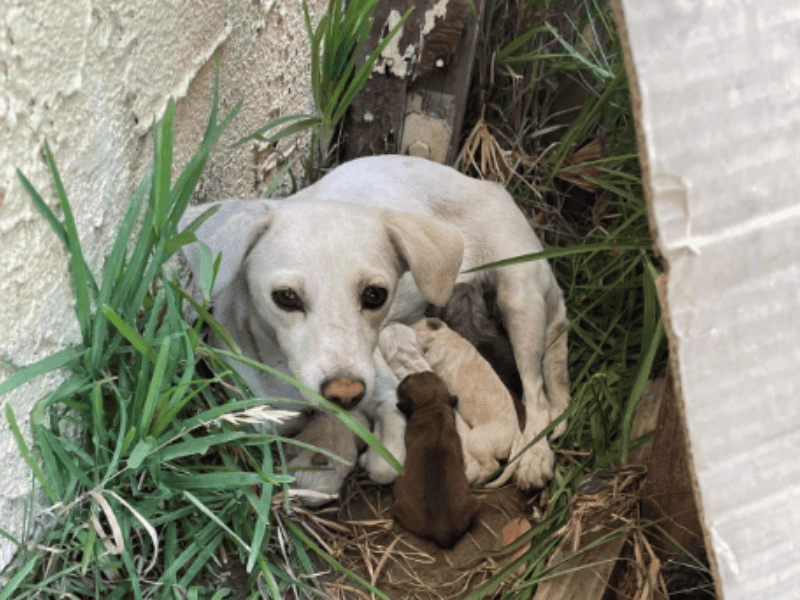 Retter finden Hund der sich unter Büschen versteckt