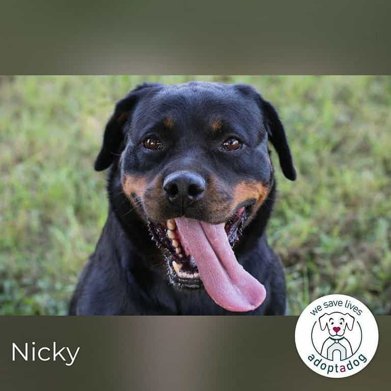 Nicky – Hündin sucht Partner fürs Leben