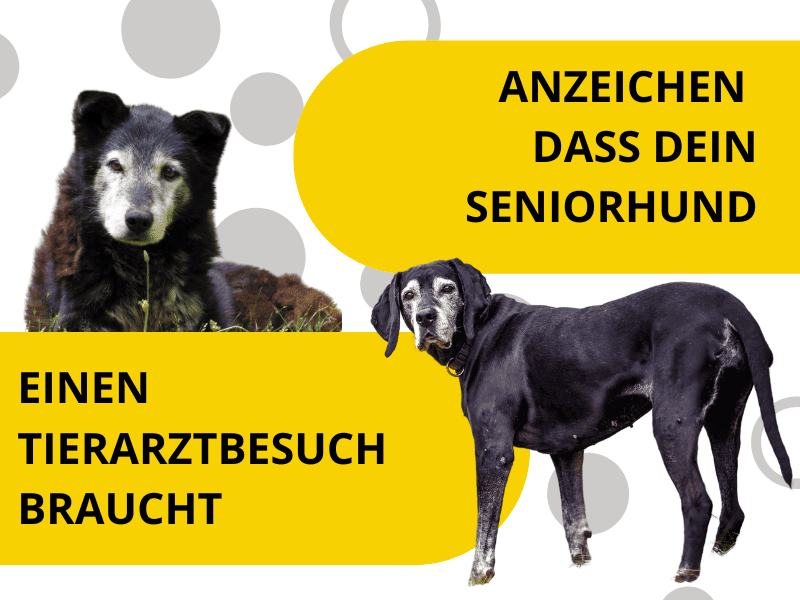 seniorhund zum tierarzt