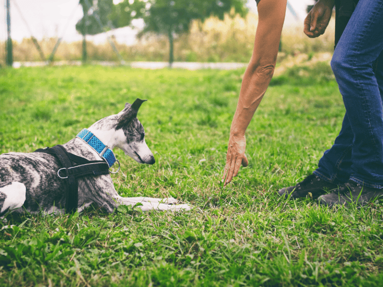 tägliche übungen mit hund