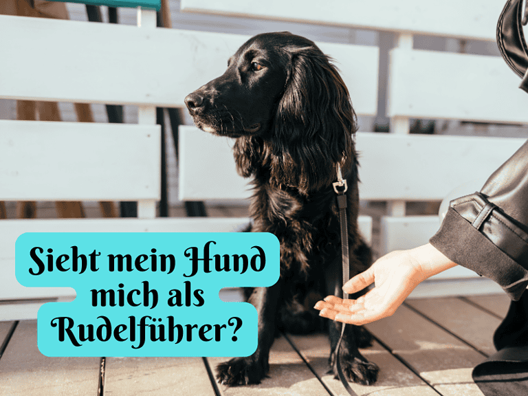 Sieht mein Hund mich als Rudelführer?