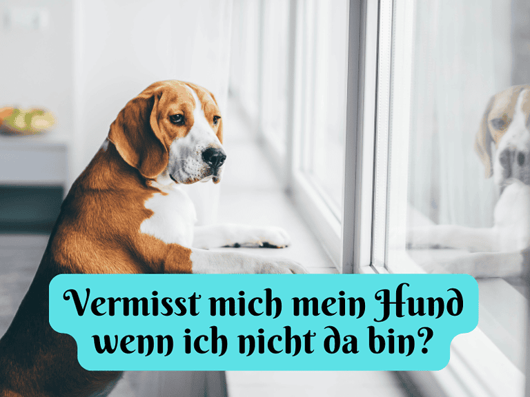 Vermisst mich mein Hund wenn ich nicht da bin?