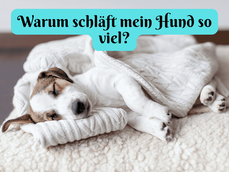 Warum schläft mein Hund so viel?