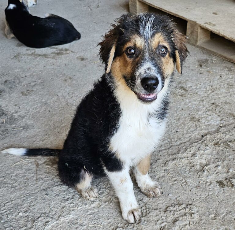 CHAPLIN sucht sein Für-Immer-Zuhause!