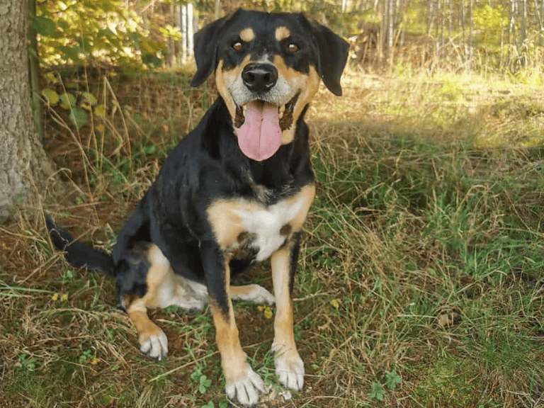 Nero sucht sein Zuhause