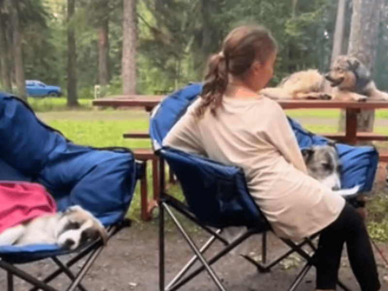 Familiencamping-und-drei-Hunde