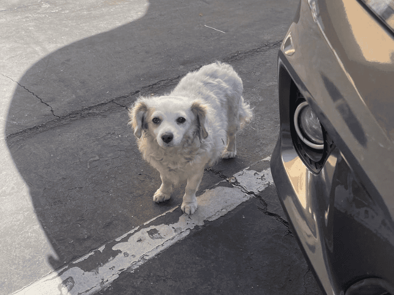 Frau-rief-eine-Freundin-an-um-einen-Hund-zu-retten