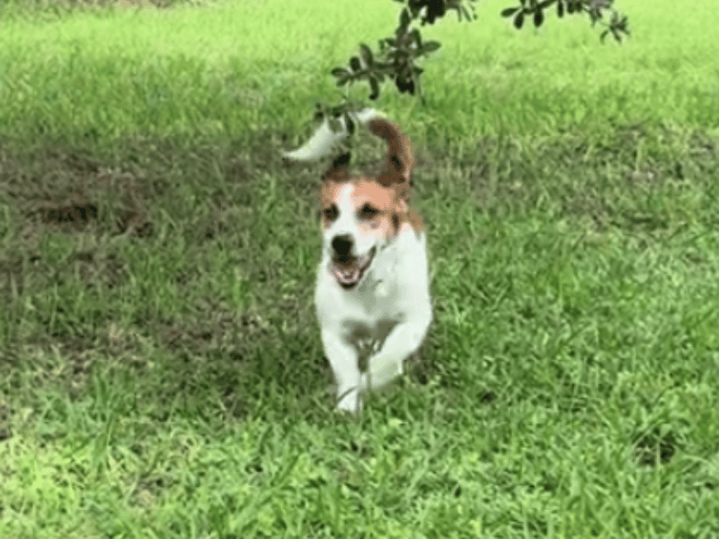 Geduldiger-Hund-von-Paar-gerettet