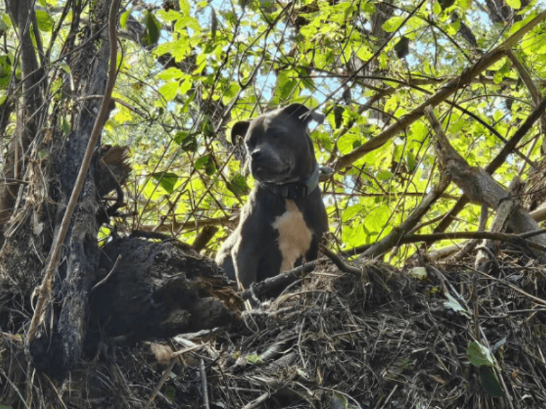 Hund-von-Flut-mitgerissen-und-gerettet