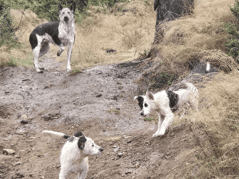 Hundefamilie-im-Regen-gerettet