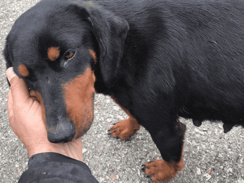 Mann-rettet-Hund-vom-Straßenrand