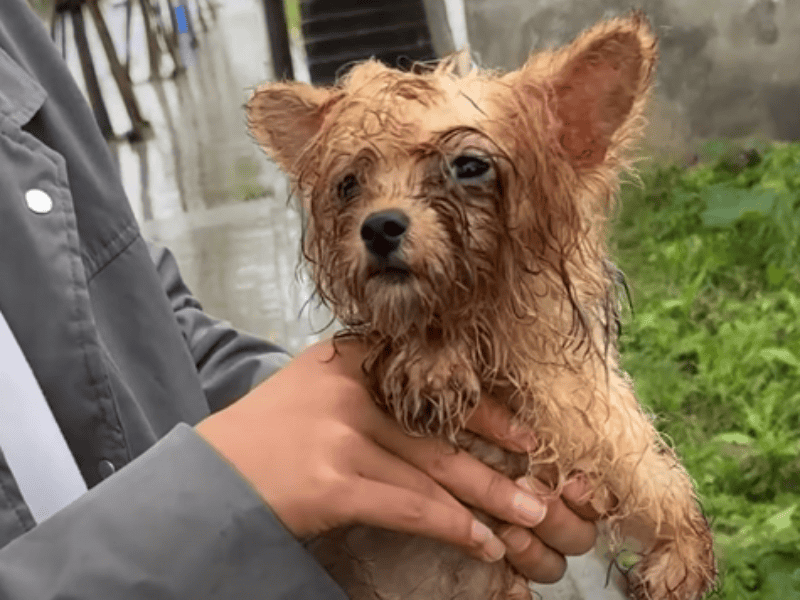 Streunender-Hund-mitten-im-Regen-gerettet