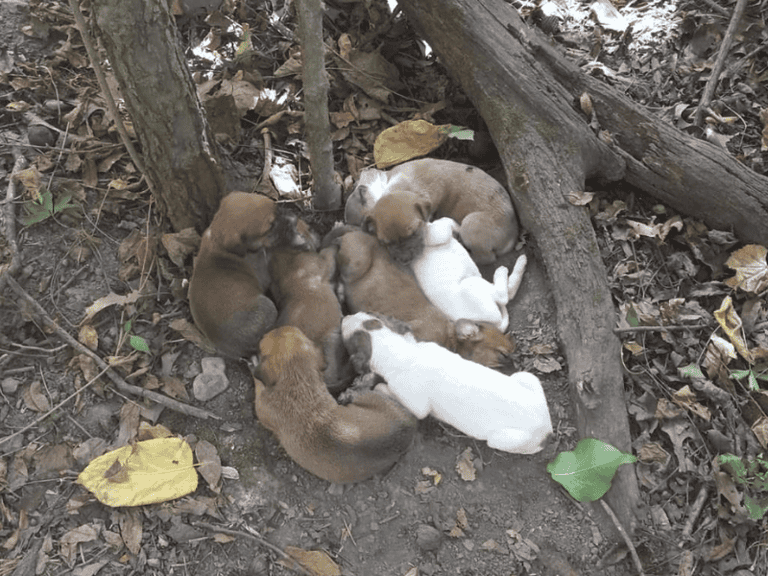 Wanderer-retteten-einen-„Haufen-Welpen“-im-Wald