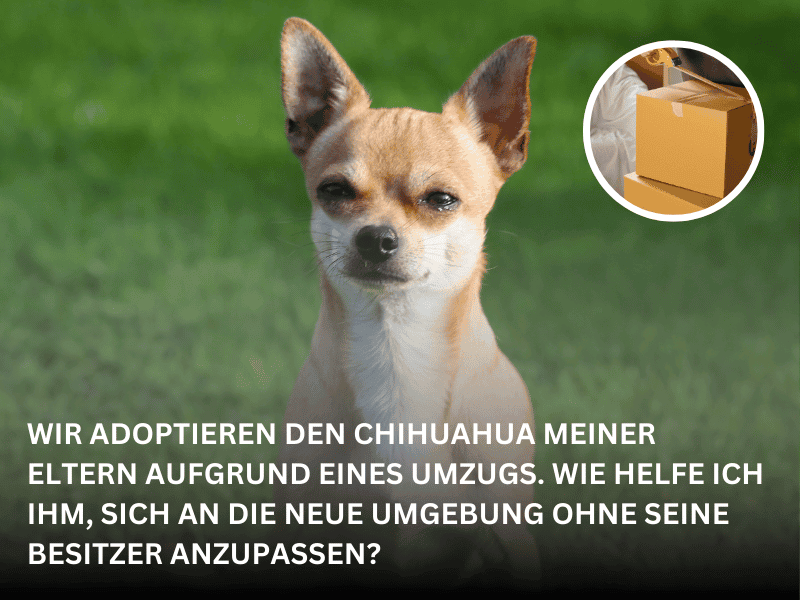 chihuahua adoption umzug