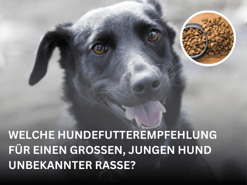 hundefutter unbekannter hund