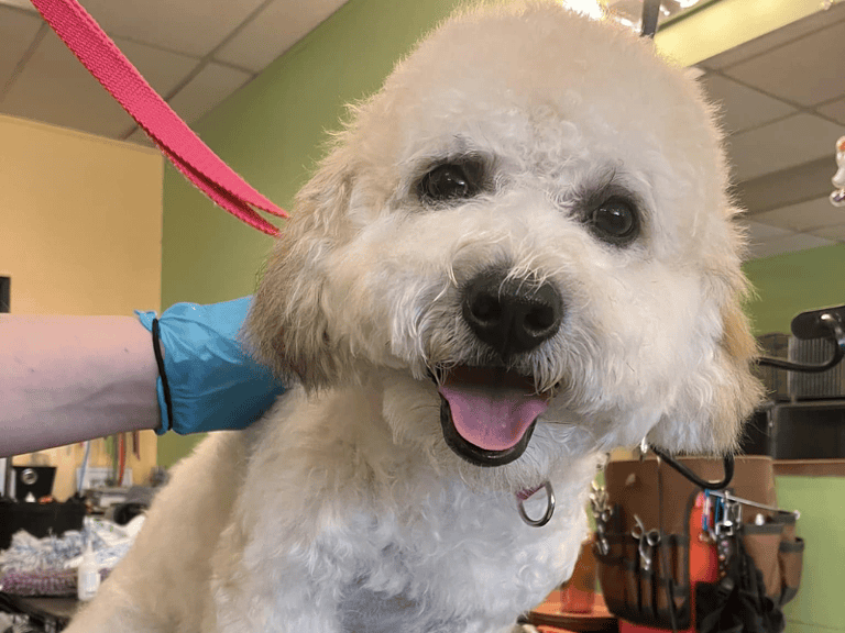 kleiner-Hund-in-einem-rosa-Kleid