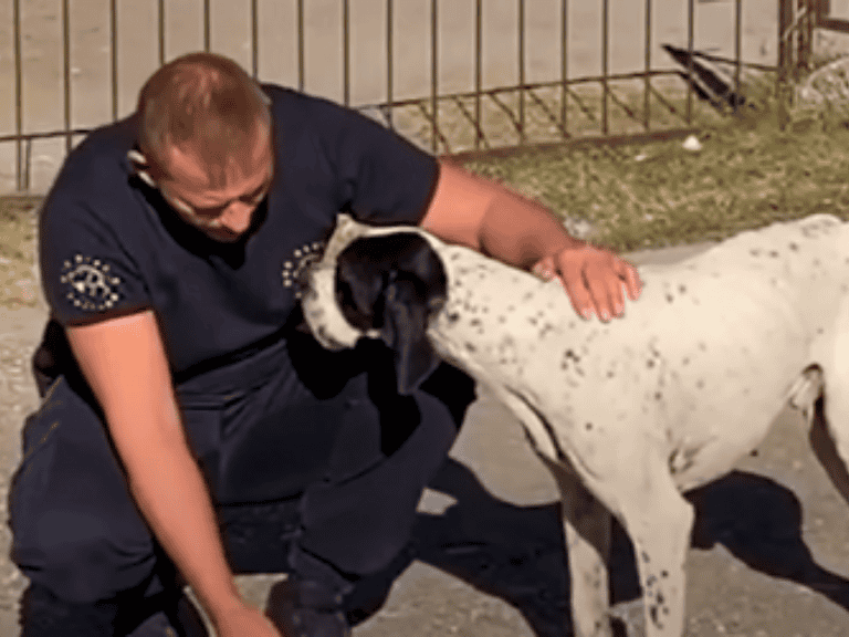 Hund-an-Schule-ausgesetzt-von-freundlichem-Fremden-bemerkt