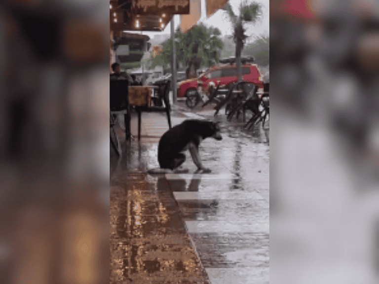 Hündin wartet tagelang im Regen auf ihre vermisste Besitzerin