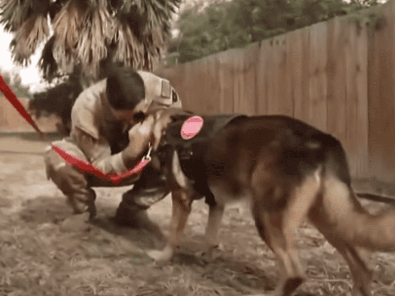 Sergeant-vereint-sich-mit-pensioniertem-Militärhund