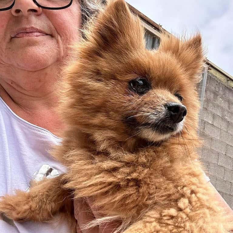 TEDDY(lina) – sehr kleines Spitz Mädchen