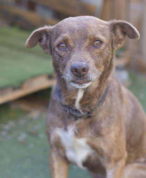 RAZO- Traumhündchen sucht sein Zuhause ❤