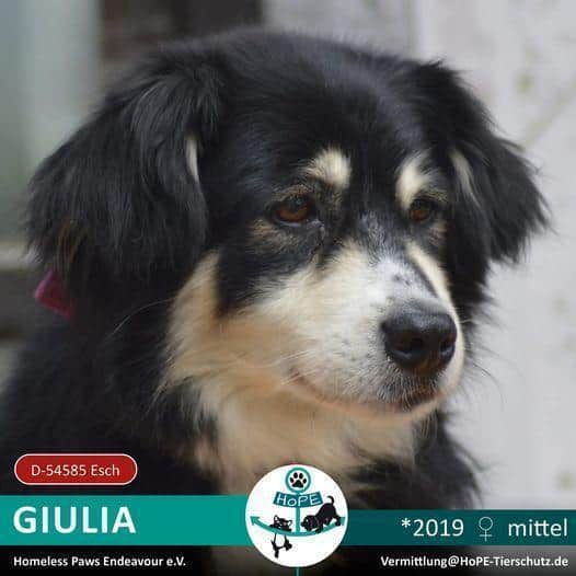 GUILIA – ca. 2019