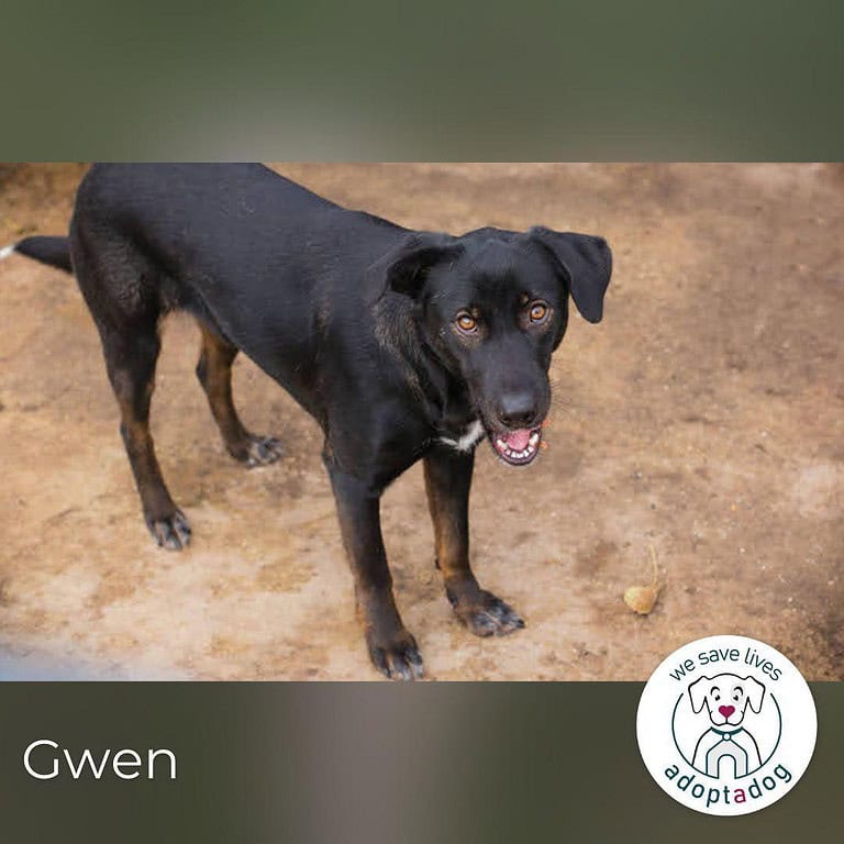 Gwen  sucht ihr Für-immer-Körbchen