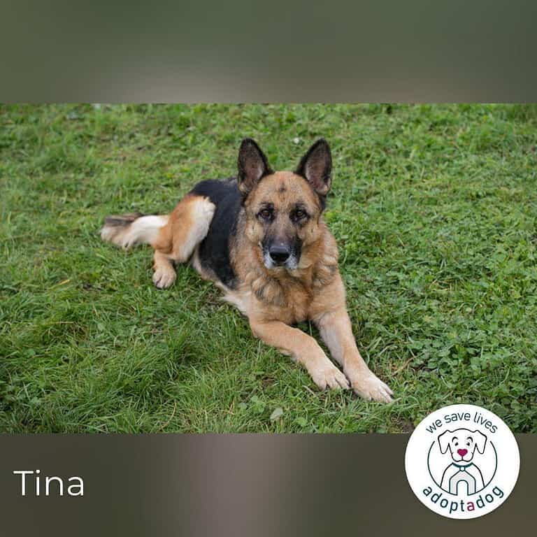 Tina  Traumhund sucht Traumzuhause