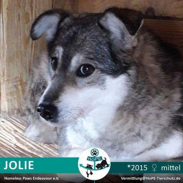 JOLIE – *2015