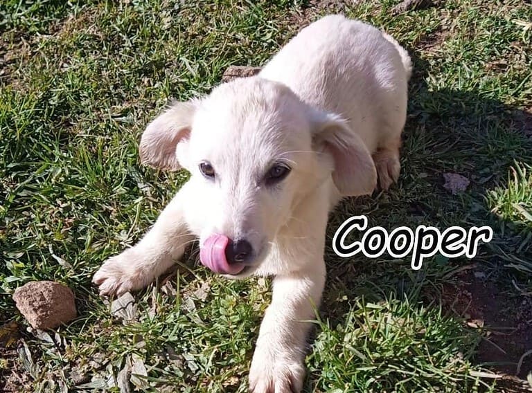 COOPER braucht ein neues Zuhause…