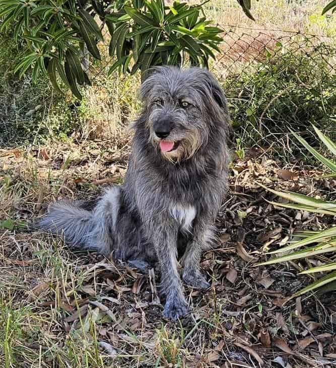 Kuschelbär Balou sucht erfahrene Hände