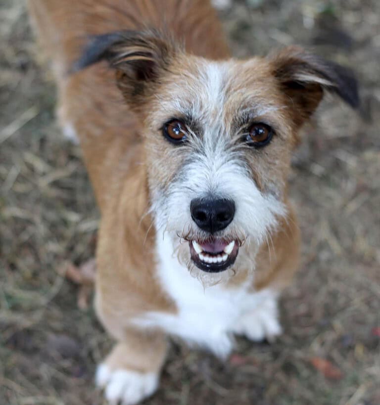 Lizu ist ein Hund mit Charakter