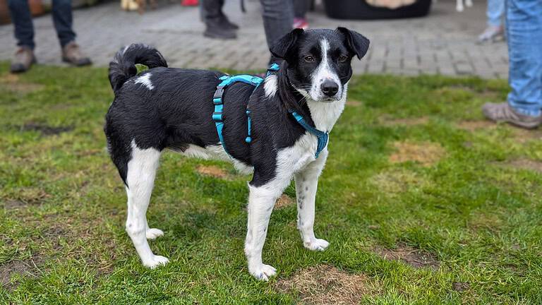 Laika, Schmusebacke sucht Zuhause