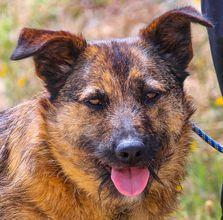 Caia, Mix Schäferhund / Podengo