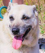 Gerda, Mix Labrador / Schäferhund