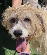 Goa, Mix Tibet Terrier / Wasserhund