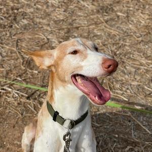 Toby  sanfter Podenco sucht Familie