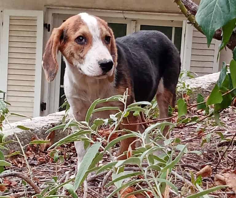 MR. BEA – hübscher Hundejunge sucht Heim