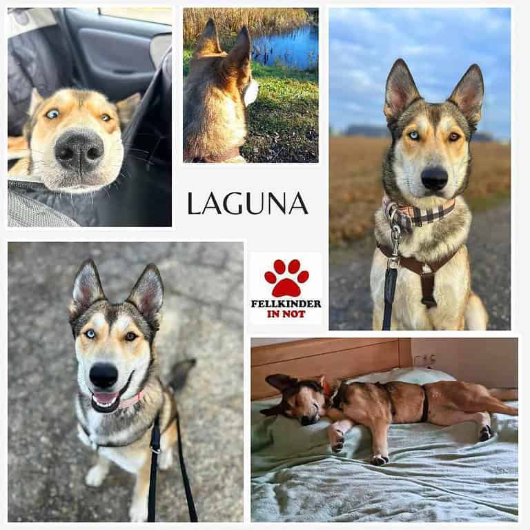 Laguna Husky Mischling Hündin Junghund