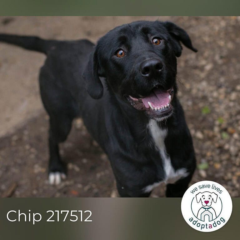 Chip 217512: Sucht ein Zuhause