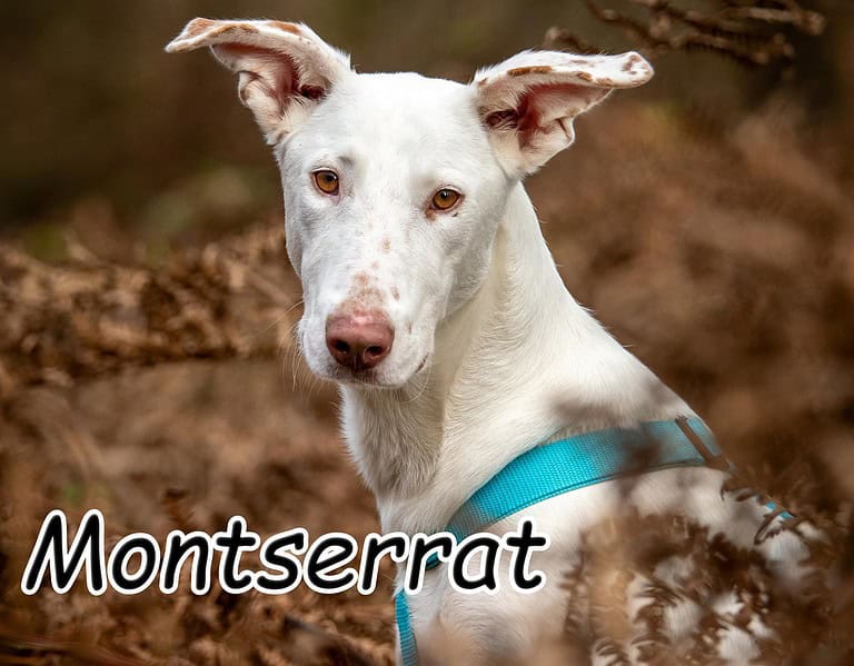 Mona (Montserrat) ist ihre Sängerin!