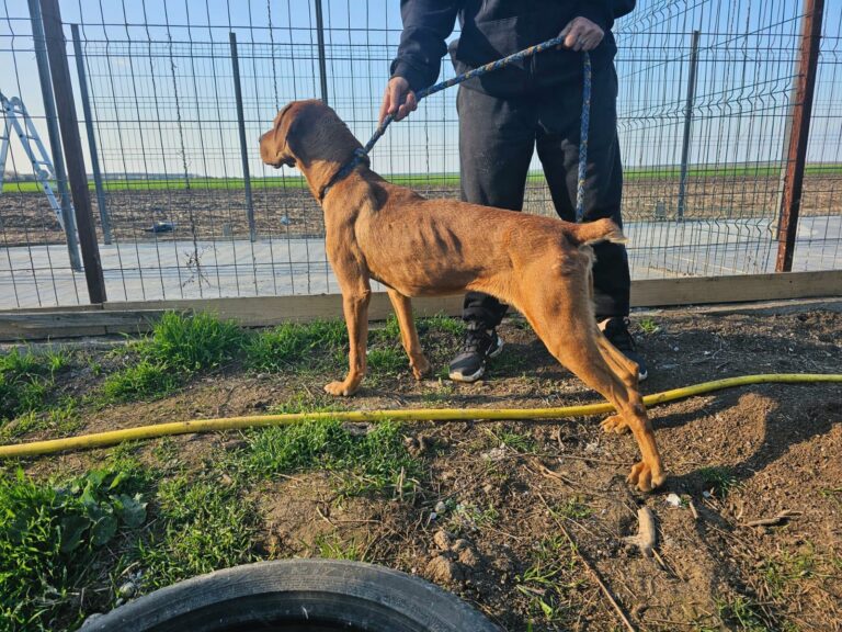 HUNTER auf seinem Weg ins Glück