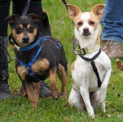 Chata und Rocky warten zusammen